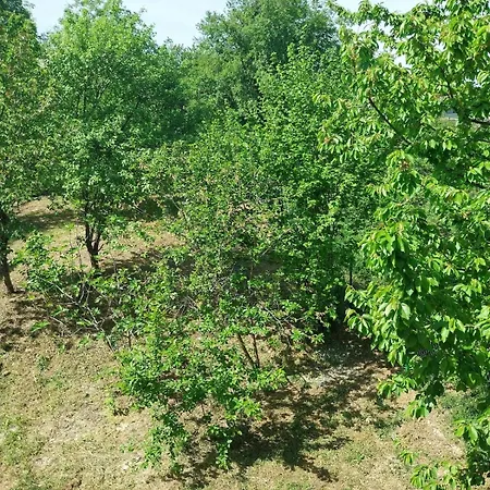 Olive Garden House *